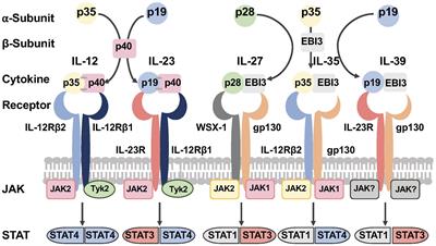 IL-27 expression regulation and its effects on adaptive immunity against viruses